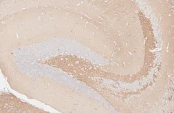 Anti-Munc18-1 antibody [HL6800] used in IHC (Paraffin sections) (IHC-P). GTX649614