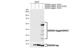 Anti-ENO3 antibody [HL6908] used in Western Blot (WB). GTX649760