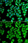 Anti-NAT13 antibody used in Immunocytochemistry/ Immunofluorescence (ICC/IF). GTX65919