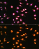 Anti-NR2F2 antibody used in Immunocytochemistry/ Immunofluorescence (ICC/IF). GTX66055