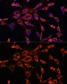 Anti-ITPR3 antibody used in Immunocytochemistry/ Immunofluorescence (ICC/IF). GTX66117