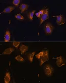Anti-RPL32 antibody used in Immunocytochemistry/ Immunofluorescence (ICC/IF). GTX66149