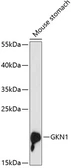 Anti-Gastrokine 1 antibody used in Western Blot (WB). GTX66162