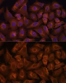 Anti-NEXN antibody used in Immunocytochemistry/ Immunofluorescence (ICC/IF). GTX66168