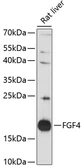 Anti-FGF4 antibody used in Western Blot (WB). GTX66284