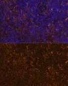 Anti-KLRC4 antibody used in IHC (Paraffin sections) (IHC-P). GTX66291