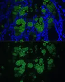 Anti-CLCA1 antibody used in IHC (Paraffin sections) (IHC-P). GTX66323