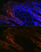 Anti-Cytokeratin 14 antibody used in IHC (Paraffin sections) (IHC-P). GTX66326