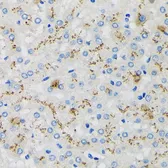 Anti-SDF4 antibody used in IHC (Paraffin sections) (IHC-P). GTX66381