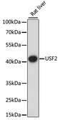 Anti-USF2 antibody used in Western Blot (WB). GTX66512
