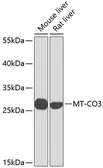 Anti-MTCO3 antibody used in Western Blot (WB). GTX66589
