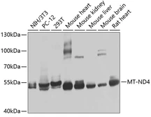 Anti-MT-ND4 antibody used in Western Blot (WB). GTX66590
