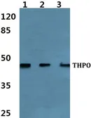 Anti-Thrombopoietin antibody used in Western Blot (WB). GTX66769