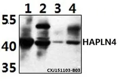 Anti-HAPLN4 antibody used in Western Blot (WB). GTX66810