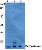 Anti-Defensin alpha 4 antibody used in Western Blot (WB). GTX66854