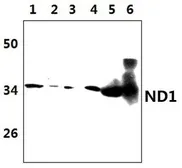 Anti-MT-ND1 antibody used in Western Blot (WB). GTX66868