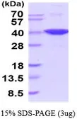 Mouse GAPDH protein, His tag (active). GTX67009-pro