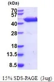 Mouse GOT1 protein, His tag (active). GTX67021-pro