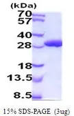 Mouse GSTA1 protein, His tag (active). GTX67033-pro