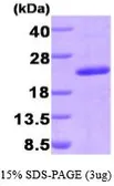 Human PPIG protein, His tag (active). GTX67129-pro