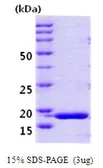 Human PPIH protein (active). GTX67130-pro