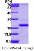 Human PPIL3 protein, His tag (active). GTX67133-pro