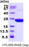 Mouse PRX I protein, His tag (active). GTX67143-pro