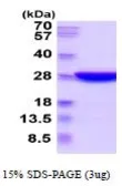 Mouse UCHL3 protein, His tag (active). GTX67179-pro