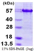 Human ATF4 protein, His and Cam tag. GTX67246-pro