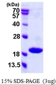 Human p18 INK4c protein, His tag. GTX67289-pro
