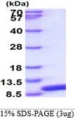 Human Glutaredoxin 1 protein. GTX67414-pro