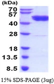 Human GSK3 beta protein, His tag. GTX67435-pro