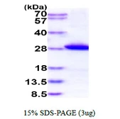Human GSTM1 protein, His tag. GTX67438-pro