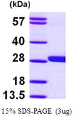 Human GSTM4 protein, His tag. GTX67440-pro