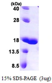 Human Galectin 7 protein, His tag. GTX67522-pro
