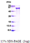 Human Tau352 (0N3R) protein, His tag. GTX67542-pro