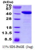 Human NCF4 protein, His tag. GTX67578-pro
