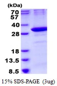 Human OAZ1 protein, His tag. GTX67602-pro