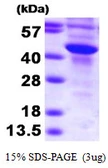 Human SULT2B1 protein. GTX67864-pro
