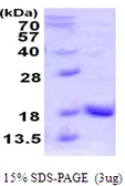 Human UBL4A protein, His tag. GTX67969-pro