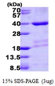 Human Mortality factor 4 like 2 protein, His tag. GTX68085-pro