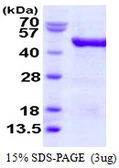 Human EIF4A3 protein, His tag. GTX68090-pro