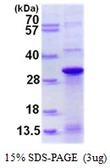 Human DNAJC12 protein, His tag. GTX68629-pro
