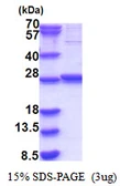 Human GLTPD1 protein, His tag. GTX68761-pro