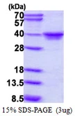 Human MAF1 protein, His tag. GTX68799-pro