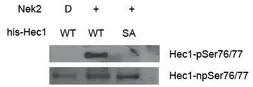 Anti-Hec1 (phospho Ser 76/77) antibody used in Western Blot (WB). GTX70015