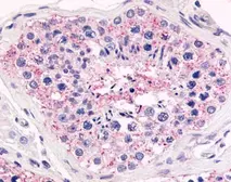 Anti-Antennapedia homeodomain antibody used in Immunohistochemistry (IHC). GTX70384