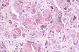 Anti-MT2 antibody used in IHC (Paraffin sections) (IHC-P). GTX70721