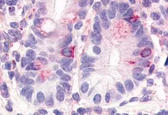 Anti-HNF4 gamma antibody used in IHC (Paraffin sections) (IHC-P). GTX70879