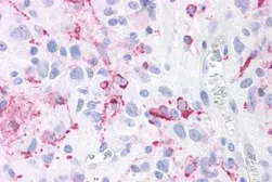 Anti-ROR gamma antibody used in IHC (Paraffin sections) (IHC-P). GTX70887